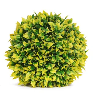 Dai lub thawv Boxwood Pob Pob Ncig Rau Sab Kev Ua Si Sab nraum zoov lub vaj